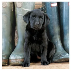 Country File - Black Labrador Puppy Greetings Card>BBC Cheap