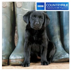 Country File - Black Labrador Puppy Greetings Card>BBC Cheap