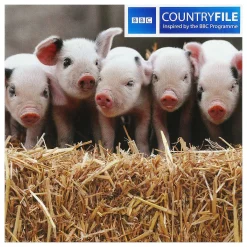 Country File Gloucester Old Spot Piglets Greetings Card><noscript><img width=