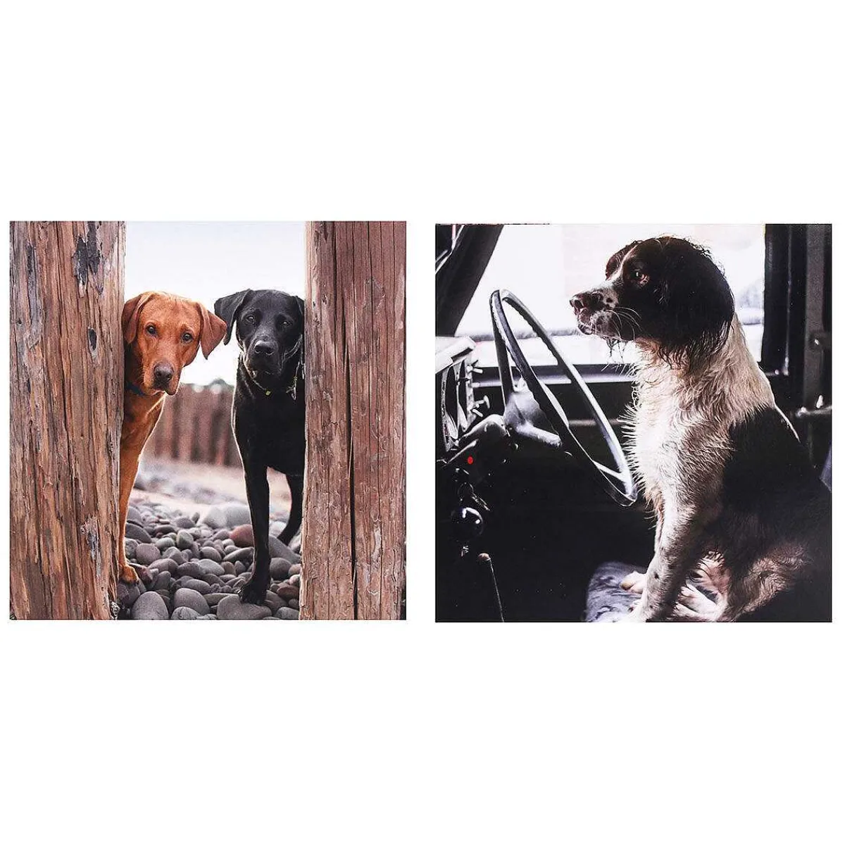 Countryfile Labradors & Spaniel Set Of 6 Blank Notecards>BBC New