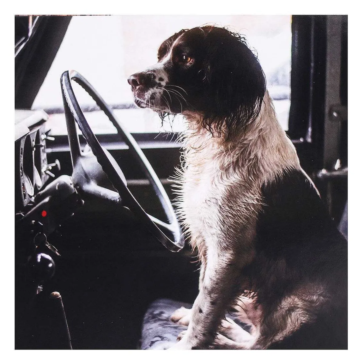 Countryfile Labradors & Spaniel Set Of 6 Blank Notecards>BBC New