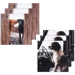 Countryfile Labradors & Spaniel Set Of 6 Blank Notecards><noscript><img width=