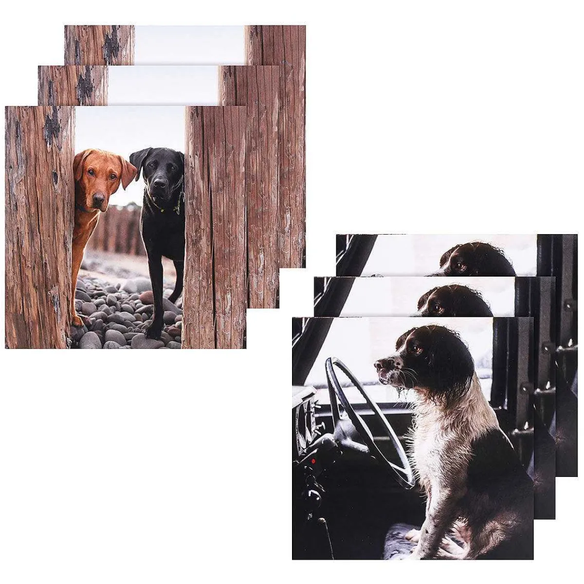 Countryfile Labradors & Spaniel Set Of 6 Blank Notecards>BBC New