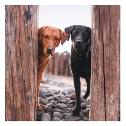 Countryfile Labradors & Spaniel Set Of 6 Blank Notecards><noscript><img width=