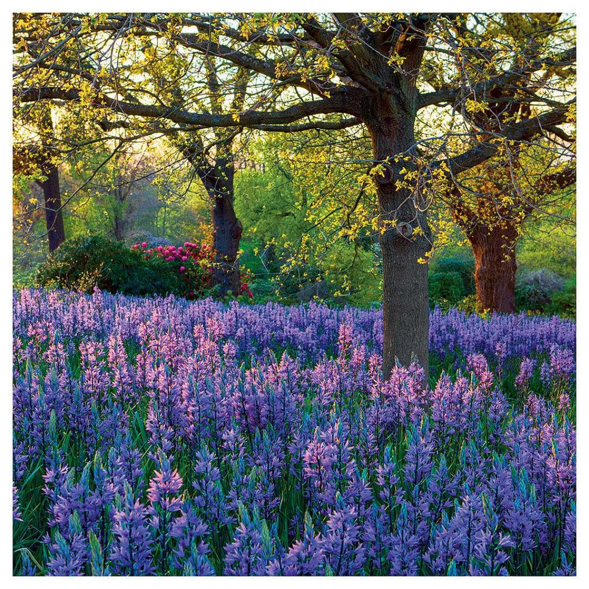 Gardeners' World - Meadow Of Camassia Greetings Card>BBC Clearance