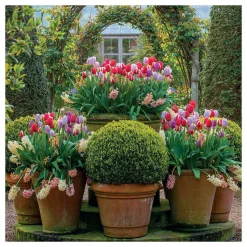 Gardeners' World - Tulip Displays Greetings Card><noscript><img width=