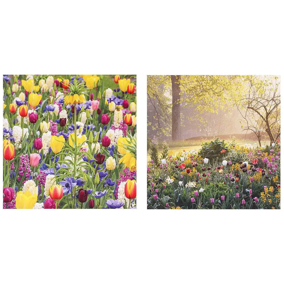 Gardeners' World Tulips & Sunrise Set Of 6 Blank Notecards>BBC Store