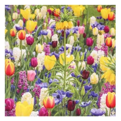 Gardeners' World Tulips & Sunrise Set Of 6 Blank Notecards><noscript><img width=
