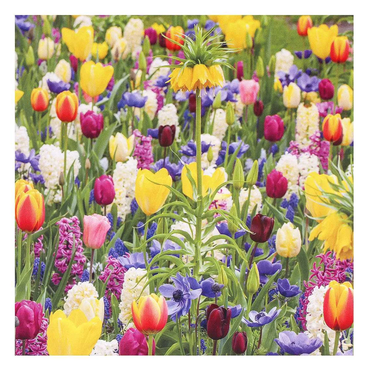 Gardeners' World Tulips & Sunrise Set Of 6 Blank Notecards>BBC Store