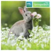 Springwatch European Rabbit Greetings Card>BBC Cheap