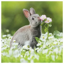 Springwatch European Rabbit Greetings Card><noscript><img width=