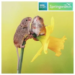 Springwatch Harvest Mice Greetings Card><noscript><img width=