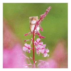 Springwatch Harvest Mice Set Of 6 Notecards><noscript><img width=