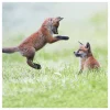 Springwatch Red Fox Cubs Greetings Card>BBC Fashion