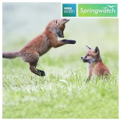 Springwatch Red Fox Cubs Greetings Card>BBC Fashion