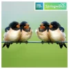 Springwatch Swallows Greetings Card>BBC Cheap