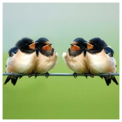 Springwatch Swallows Greetings Card>BBC Cheap