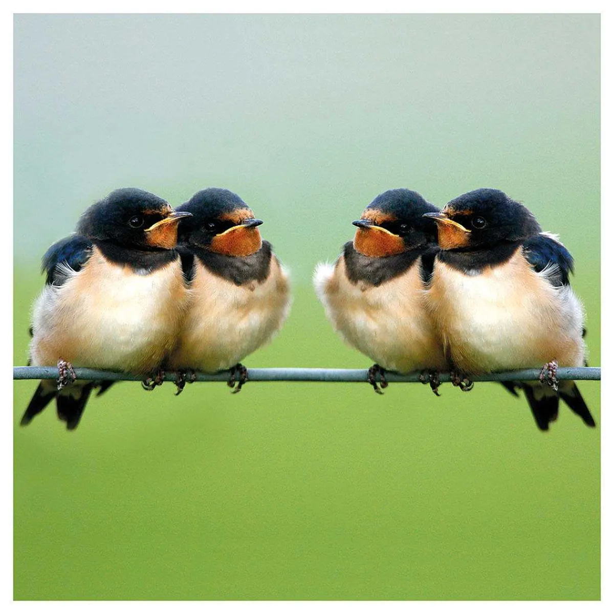 Springwatch Swallows Greetings Card>BBC Cheap