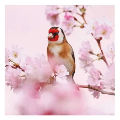 Springwatch Wren & Goldfinch Set Of 6 Blank Notecards>BBC Outlet