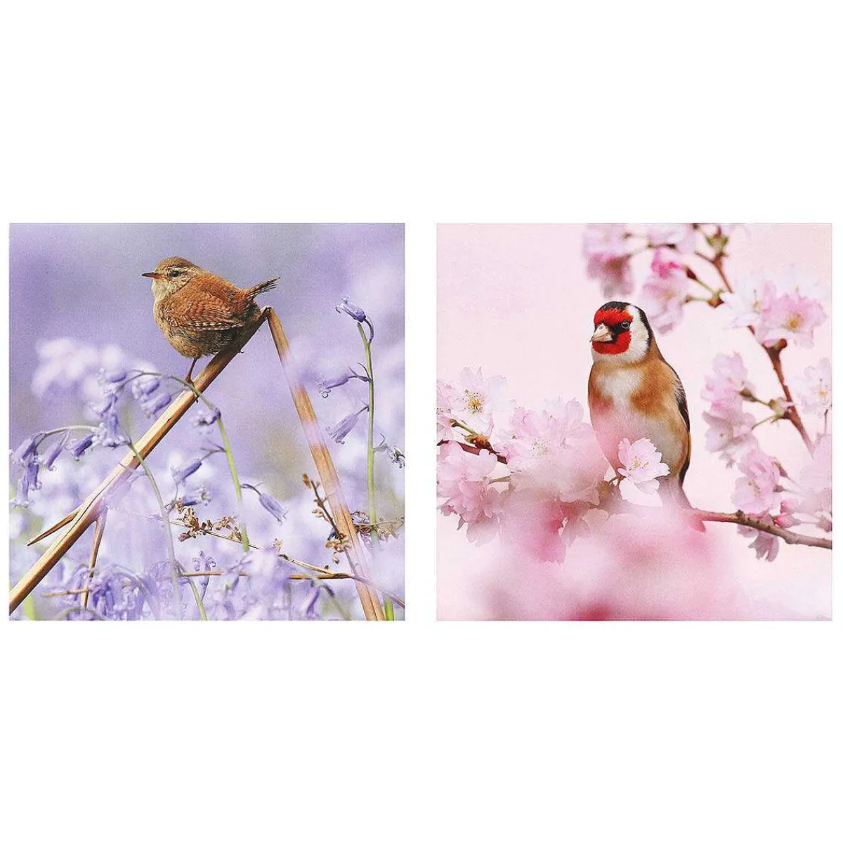 Springwatch Wren & Goldfinch Set Of 6 Blank Notecards>BBC Outlet