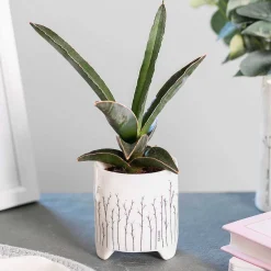 'Bloom' Planter>East of India Store