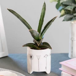 'Home' Flowers Planter><noscript><img width=