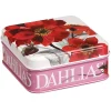 Flowers Dahlia Small Square Pocket Tin>Emma Bridgewater Cheap