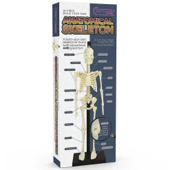 Anatomical Skeleton>Funtime Discount