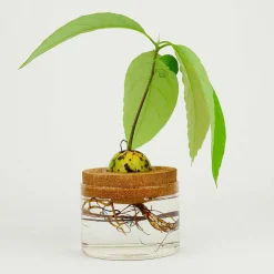 Avocado Grow Kit><noscript><img width=