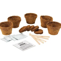 Grow It Bonsai Trees>Gift Republic Online