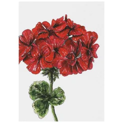 'Blooming Marvellous' Notecards Mixed Set Of 8><noscript><img width=