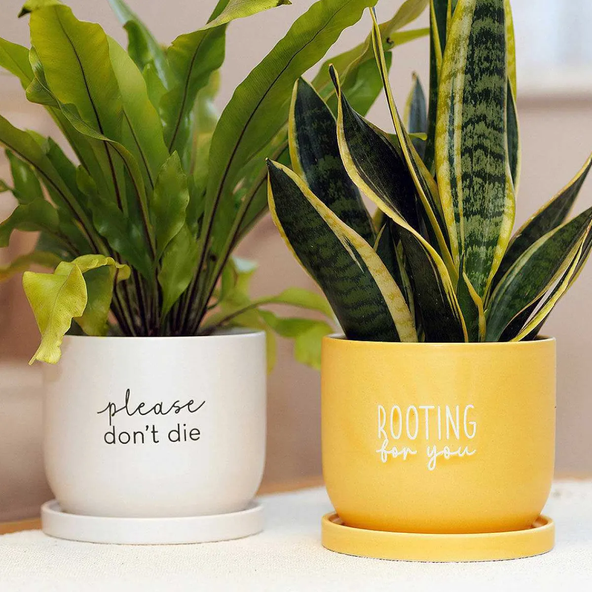 Country Living Please Don'T Die Ceramic Plant Pot>Widdop & Co Best