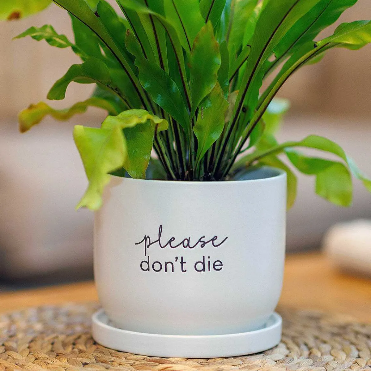Country Living Please Don'T Die Ceramic Plant Pot>Widdop & Co Best