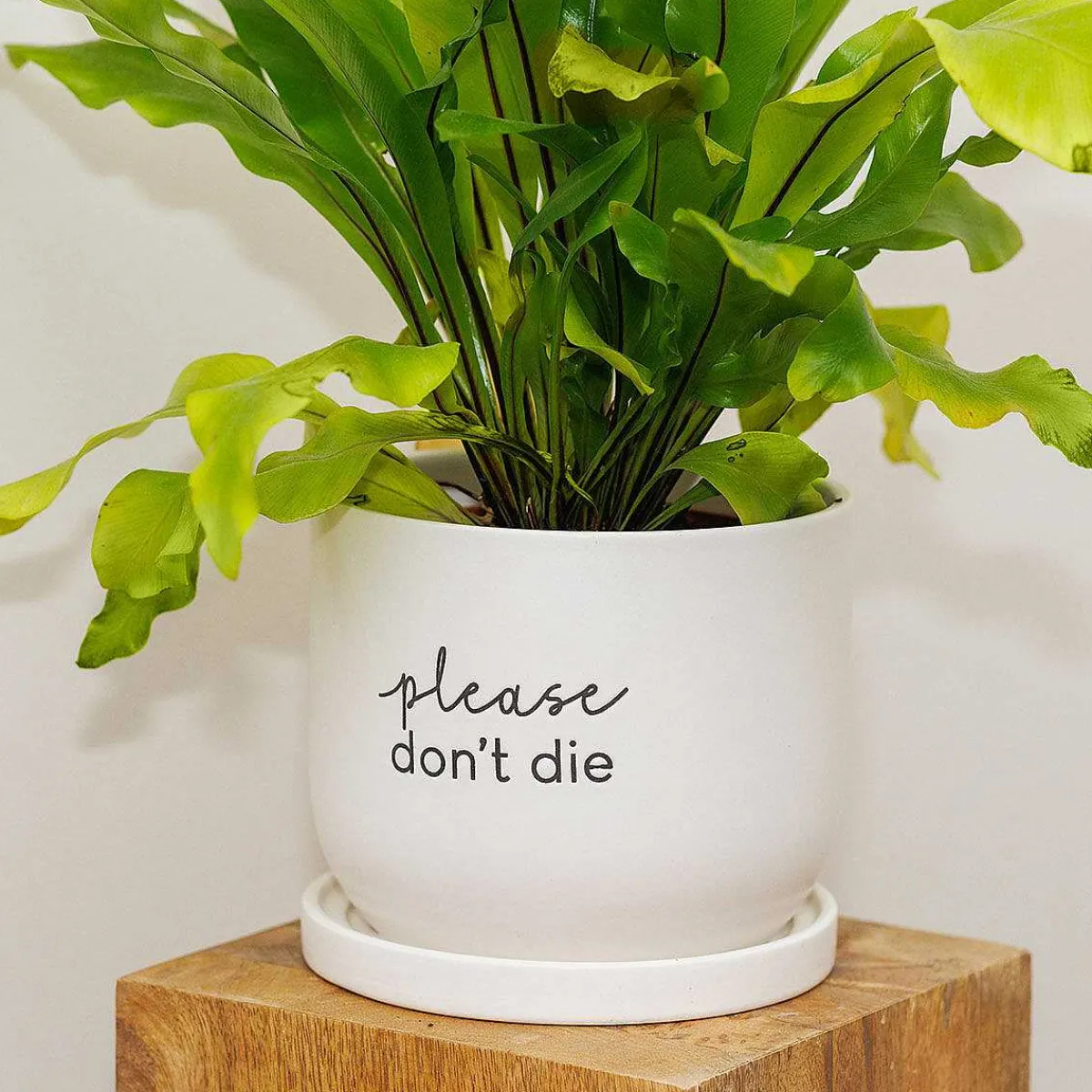 Country Living Please Don'T Die Ceramic Plant Pot>Widdop & Co Best